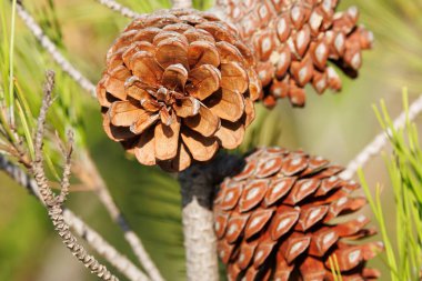 Ağaçta açık çam kozalakları olan güneşli bir arka plan, İspanya