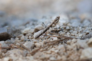 Toprak ve taşların arasında gizlenen Akdeniz cüce peygamber devesi (Ameles decolor), Alcoy, İspanya