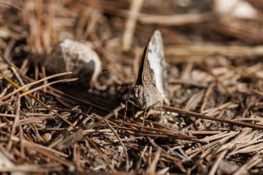 Beyaz Kelebek Kelebeği (Hipparchia fidia) çalılıklarda, Alcoy, İspanya 'da yaprakların arasında ön taraftan görüldü.