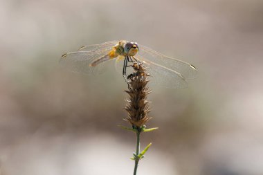 Sierra de Mariola Doğal Parkı 'ndaki Sideritis hyssopifolia (Sideritis hyssopifolia) bitkisinin kuyruğuna tünemiş kırmızı damarlı yusufçuk (Sympetrum fonscolomthe).