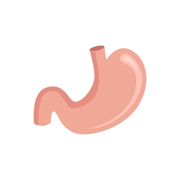 Ilustracja Wektor Anatomii Żołądka — Wektor stockowy