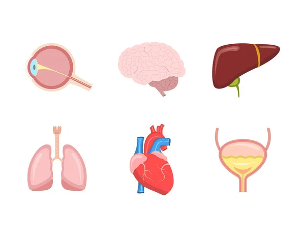Vektorillustration Der Menschlichen Inneren Organe Mit Herz Leber Lunge Gehirn — Stockvektor
