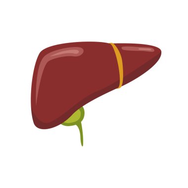 Karaciğer vektör çizim