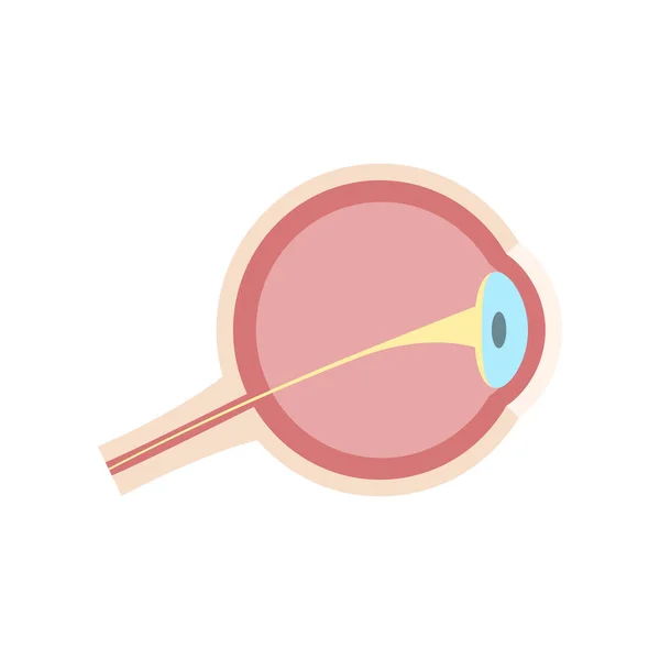 Illustration Vectorielle Anatomie Des Yeux — Image vectorielle