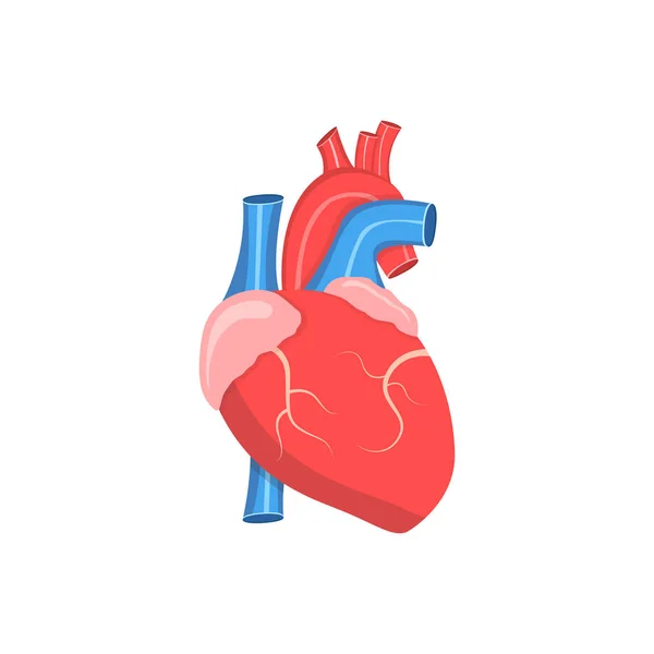Real heart Vector Art Stock Images | Depositphotos