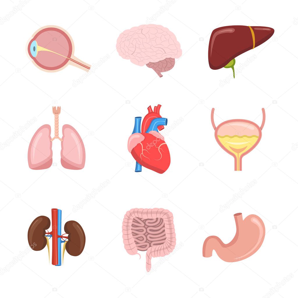 vector illustration of cartoon human internal organs set with heart, intestines, kidneys, stomach, liver, lungs, brain, eye, bladder. 