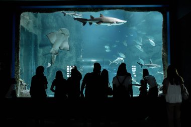 Oceanarium sualtı dünya bakarak insanlar