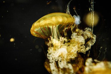 Renkli denizanası. Şaşırtıcı ve güzel organizma