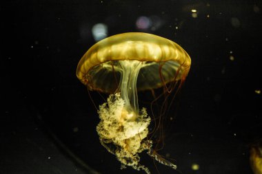 Renkli denizanası. Şaşırtıcı ve güzel organizma