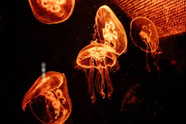 Renkli denizanası. Şaşırtıcı ve güzel organizmalar