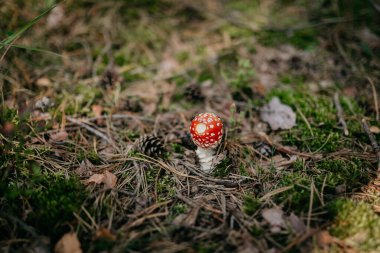 Ormanın ortasındaki çimlerin üzerindeki kırmızı egzotik mantarın yakın plan çekimi.