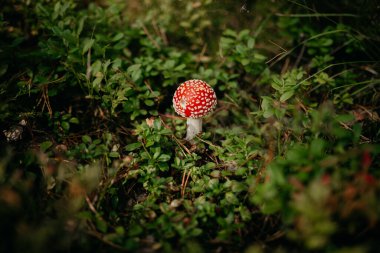 Ormanın ortasındaki çimlerin üzerindeki kırmızı egzotik mantarın yakın plan çekimi.