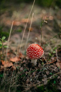 Ormanın ortasındaki çimlerin üzerindeki kırmızı egzotik mantarın yakın plan çekimi.