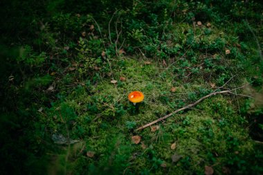 Ormanın ortasındaki çimlerin üzerindeki kırmızı egzotik mantarın yakın plan çekimi.