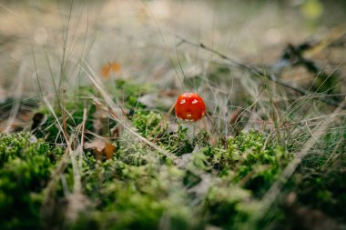 Ormanın ortasındaki çimlerin üzerindeki kırmızı egzotik mantarın yakın plan çekimi.
