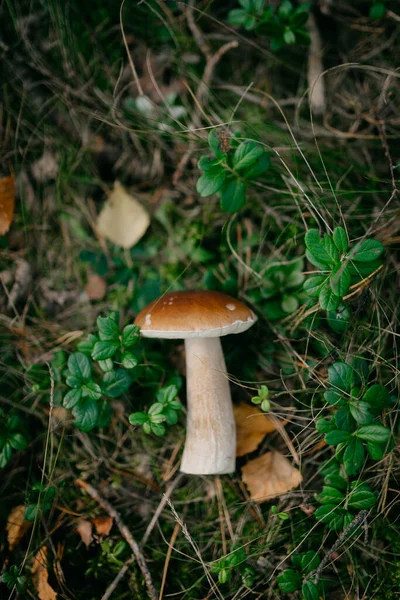 Primo Piano Colpo Fungo Marrone Erba Campo Coperto Mezzo Alla — Foto Stock