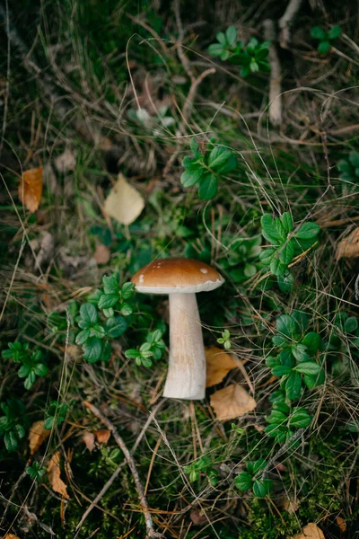 森の真ん中にある草の上の茶色いキノコのクローズアップ — ストック写真