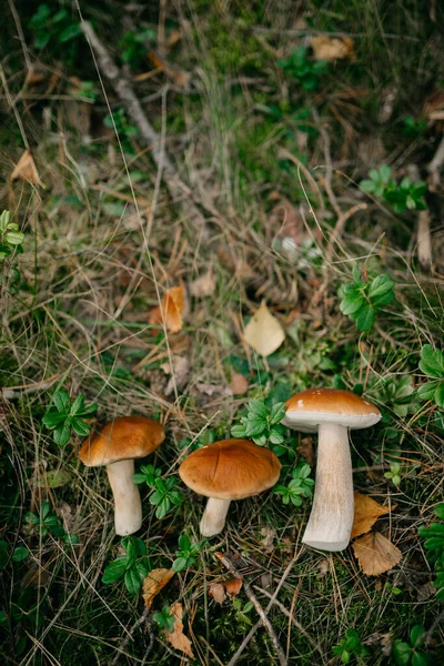 森の真ん中の野草の上の茶色いキノコのクローズアップショット — ストック写真