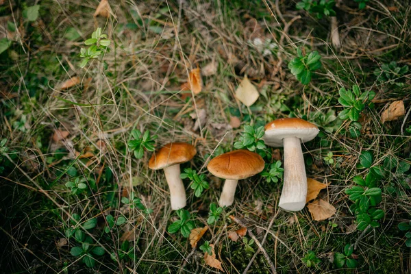 森の真ん中の野草の上の茶色いキノコのクローズアップショット — ストック写真