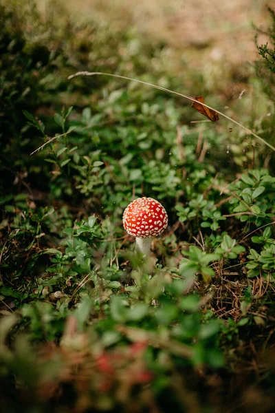 森の真ん中の野草に赤いエキゾチックなキノコのクローズアップ撮影 — ストック写真