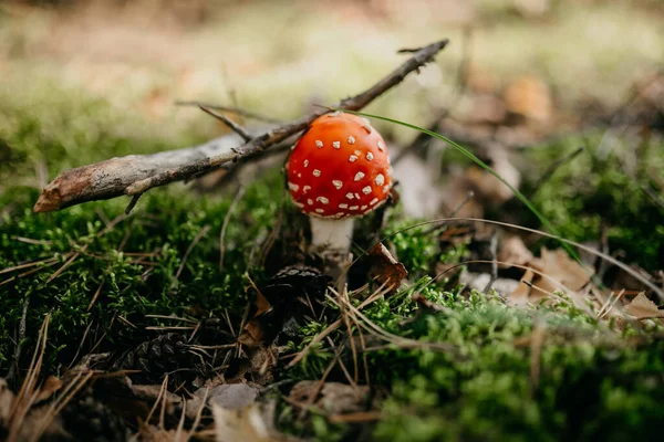 Closeup Shot Red Exotic Mushroom Grass Covered Field Middle Forest — Stock Photo, Image