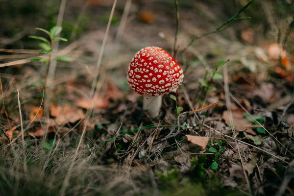 Primo Piano Colpo Fungo Esotico Rosso Erba Campo Coperto Mezzo — Foto Stock