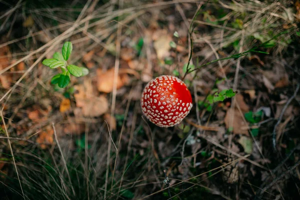 森の真ん中の野草に赤いエキゾチックなキノコのクローズアップ撮影 — ストック写真