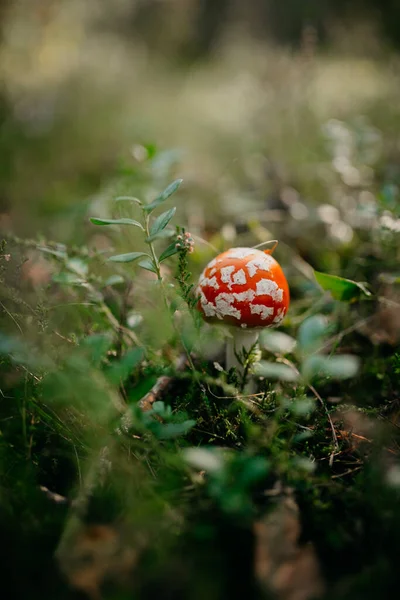 Primo Piano Colpo Fungo Esotico Rosso Erba Campo Coperto Mezzo — Foto Stock