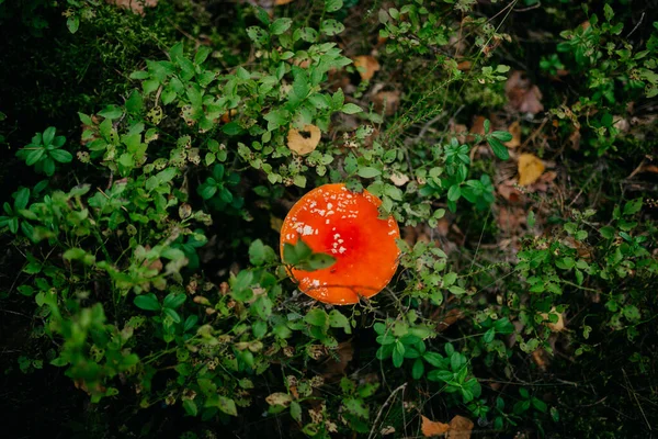 森の真ん中の野草に赤いエキゾチックなキノコのクローズアップ撮影 — ストック写真