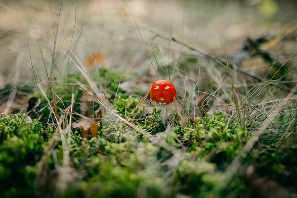 Ormanın ortasındaki çimlerin üzerindeki kırmızı egzotik mantarın yakın plan çekimi.