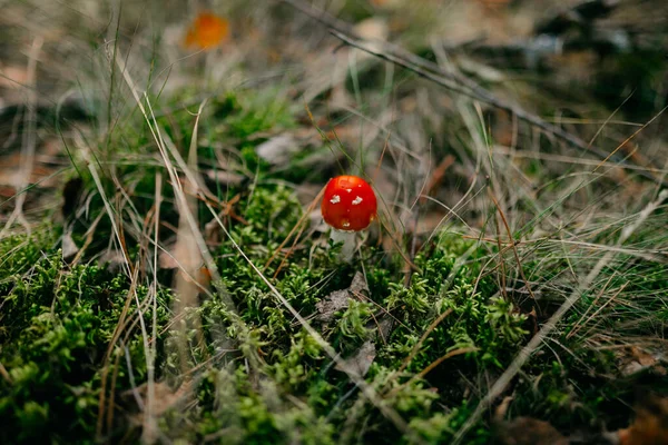 Nahaufnahme Eines Roten Exotischen Pilzes Auf Einem Grasbedeckten Feld Mitten — Stockfoto