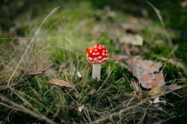 Ormanın ortasındaki çimlerin üzerindeki kırmızı egzotik mantarın yakın plan çekimi.