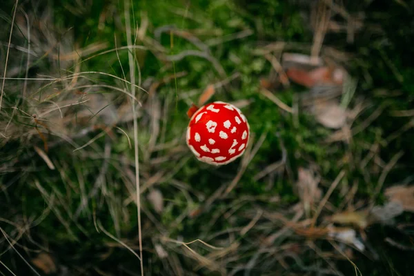 Primo Piano Colpo Fungo Esotico Rosso Erba Campo Coperto Mezzo — Foto Stock