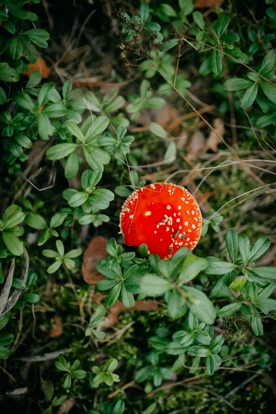 Primer Plano Hongo Exótico Rojo Campo Cubierto Hierba Medio Del — Foto de Stock