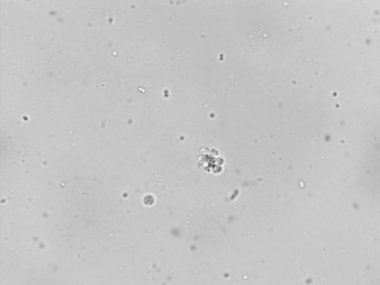 Photomicroscopy bakteriyel Atıksu Arıtma bölgeden aktif çamur