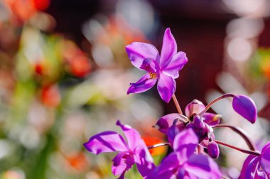 Göz kamaştırıcı, canlı mor bir orkide. Güzel bir detay ve yeşil ve ışığın yumuşak, bulanık bir arka planı var. Doğa ve botanik temalar için mükemmel