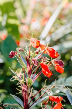 Yumuşak odaklı yeşil bahçe arka planına sahip canlı kırmızı çiçekli bir akşam çiçeği. Güzel ve detaylı bir botanik makrosu.