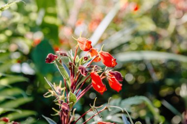 Yumuşak odaklı yeşil bahçe arka planına sahip canlı kırmızı çiçekli bir akşam çiçeği. Güzel ve detaylı bir botanik makrosu.