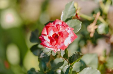 Yumuşak odaklı zarif pembe Rosa (Rose), güzel bulanık bir arka planı var. Romantik, doğal ve sofistike tasarım projeleri için mükemmel.