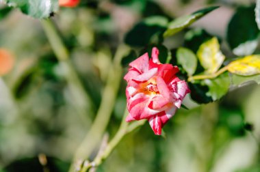 Yumuşak odaklı zarif pembe Rosa (Rose), güzel bulanık bir arka planı var. Romantik, doğal ve sofistike tasarım projeleri için mükemmel.