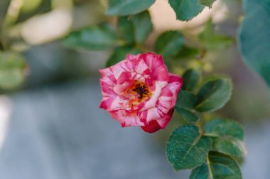 Yumuşak odaklı zarif pembe Rosa (Rose), güzel bulanık bir arka planı var. Romantik, doğal ve sofistike tasarım projeleri için mükemmel.