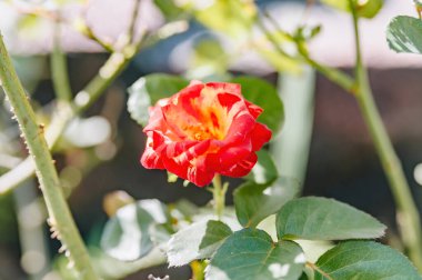 Yumuşak odaklı zarif pembe Rosa (Rose), güzel bulanık bir arka planı var. Romantik, doğal ve sofistike tasarım projeleri için mükemmel.