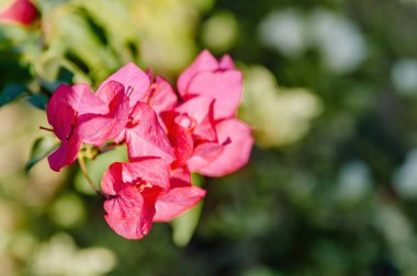 Bougainvillea 'nın parlak pembe frenleri ve küçük beyaz çiçeğiyle tomurcuklanan, tropikal güzelliği ve doğa cazibesini sembolize eden,