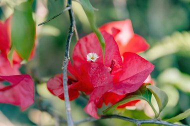 Bougainvillea 'nın parlak pembe frenleri ve küçük beyaz çiçeğiyle tomurcuklanan, tropikal güzelliği ve doğa cazibesini sembolize eden,