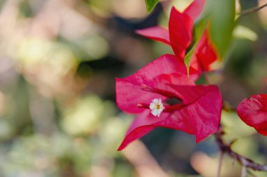 Bougainvillea 'nın parlak pembe frenleri ve küçük beyaz çiçeğiyle tomurcuklanan, tropikal güzelliği ve doğa cazibesini sembolize eden,