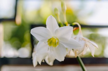 Çiçek açan güzel beyaz zambak çiçeği (Eucharis grandiflora) saflığı, zarafeti ve tropikal doğal güzelliği sembolize eder.