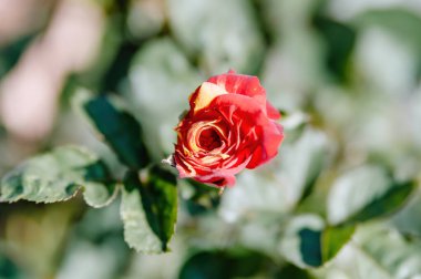 Kırmızı bir gülün yakın çekimi (Rosa spp.) Solan taç yapraklarıyla, güzelliği, kırılganlığı ve çiçek açan hayatın doğal döngüsünü sembolize eder.