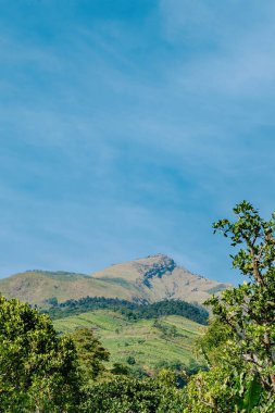 Orta Java, Endonezya 'daki Merbabu Dağı' nın görkemli zirvesi, açık mavi gökyüzüne karşı yemyeşil yapraklarla güzel çerçevelenmiş.