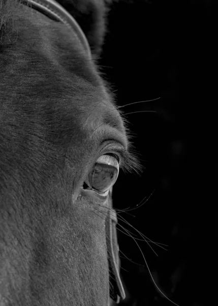 Auge Eines Pferdes Auf Schwarzem Hintergrund — Stockfoto