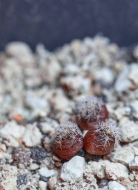 Mammillaria solisioides kaktüs. Tohum kaktüs